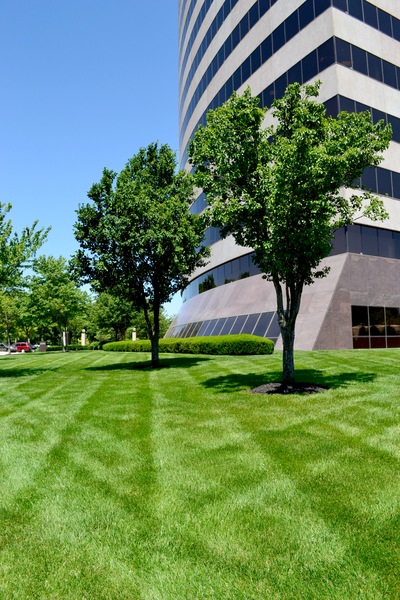 Want Greener Grass? - Signature Landscape
