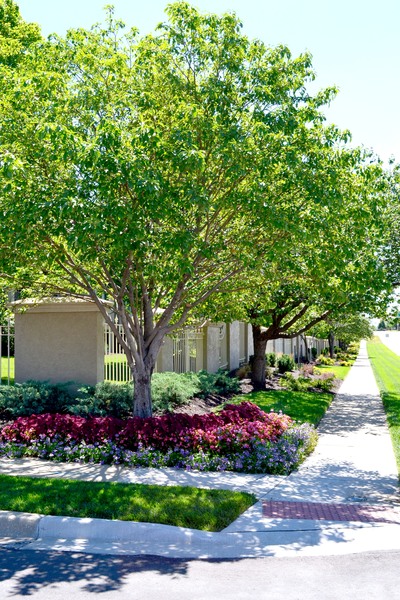 Tree lined street